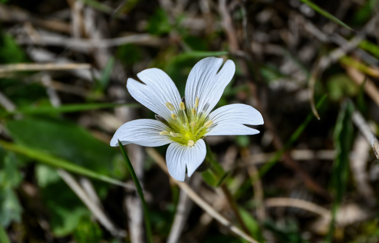 Image of Cerastium purpurascens specimen.