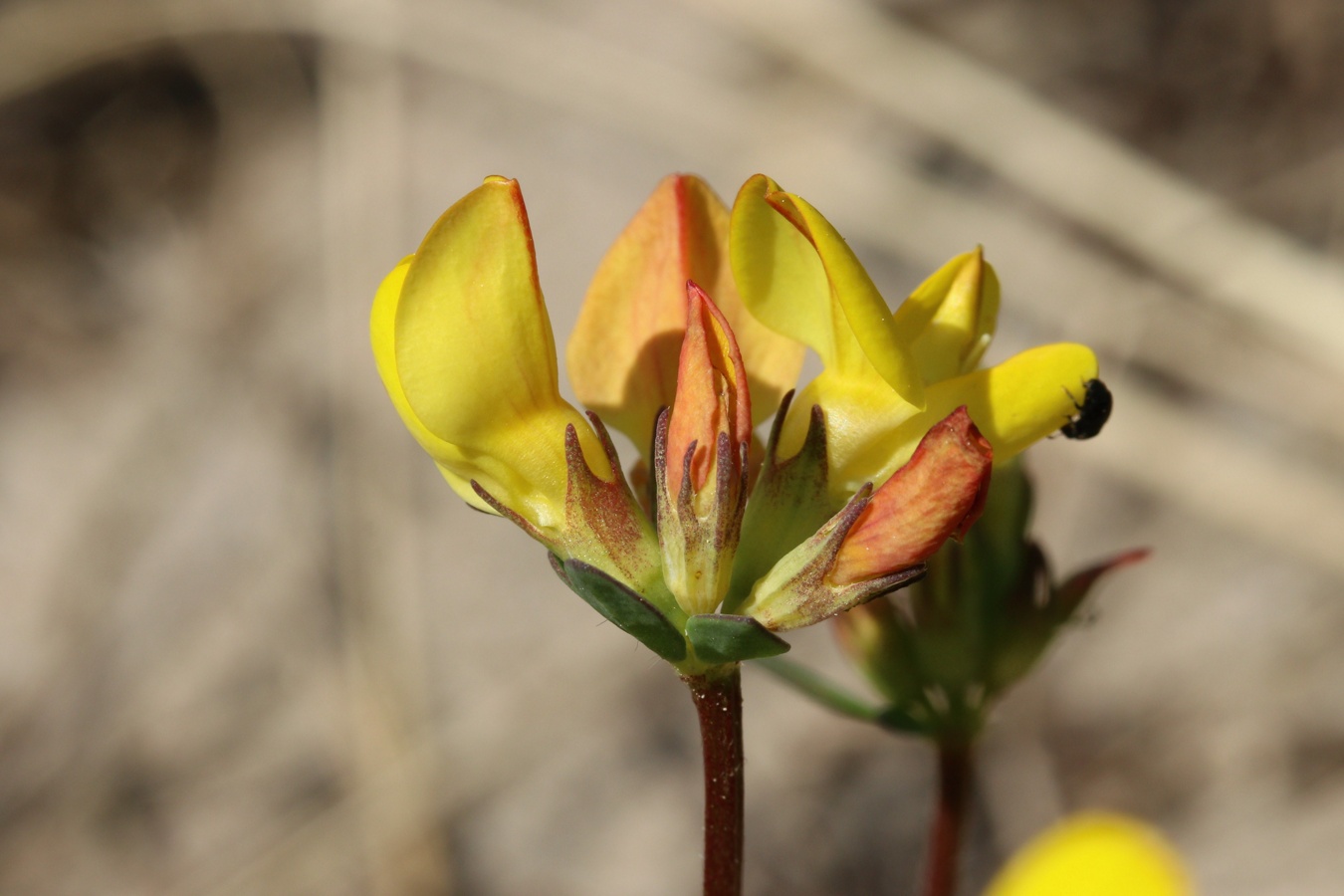 Image of Lotus ruprechtii specimen.