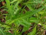 Cirsium heterophyllum. Лист. Московская обл., г. Дубна, лесопарк, смешанный лес, небольшая поляна. 17.06.2023.