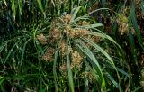 Cyperus involucratus. Верхушка побега с соцветиями. Египет, мухафаза Каир, г. Каир, пруд, в воде у берега. 08.05.2023.