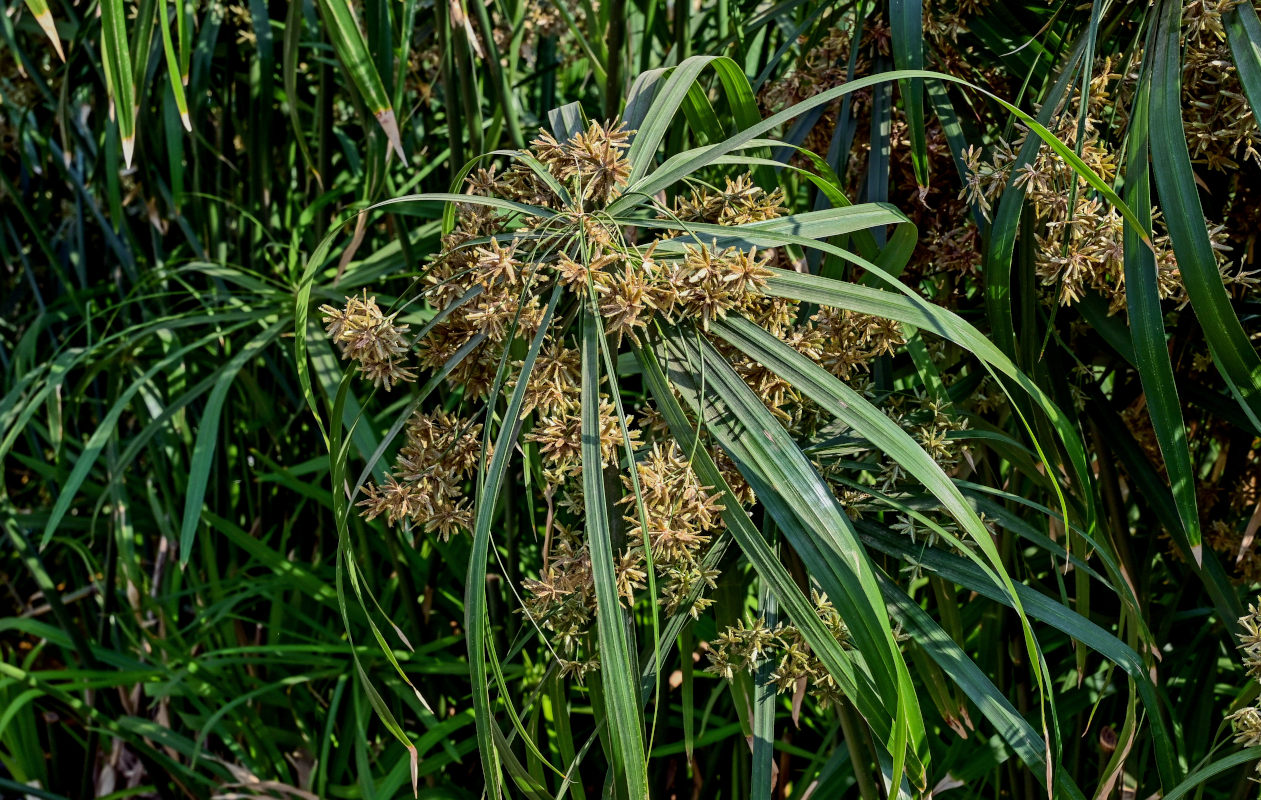 Изображение особи Cyperus involucratus.