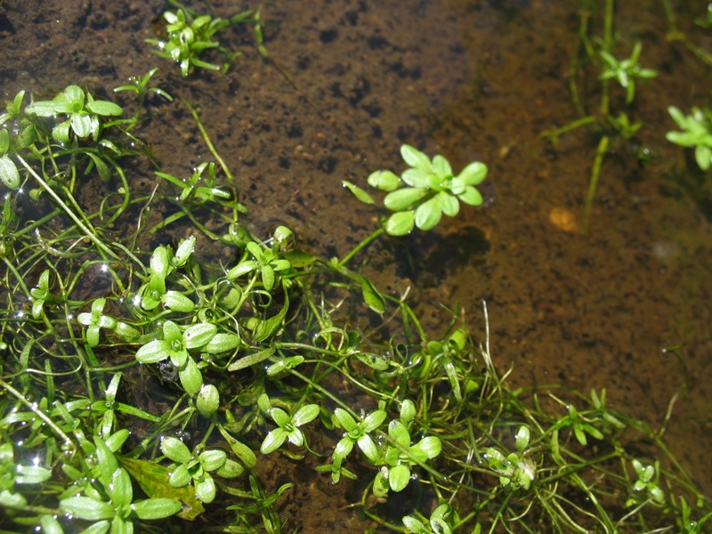 Изображение особи Callitriche palustris.