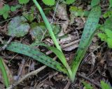 Orchis provincialis