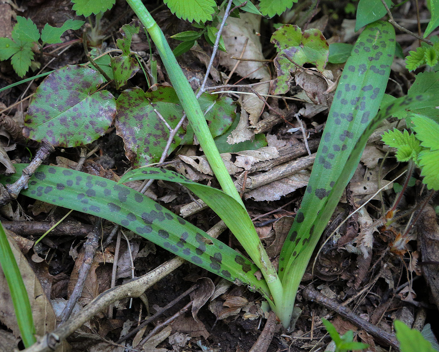 Изображение особи Orchis provincialis.