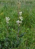 Filipendula ulmaria. Цветущее и плодоносящее растение. Оренбургская обл., Гайский гор. округ, Губерлинские горы, луг. 03.07.2023.