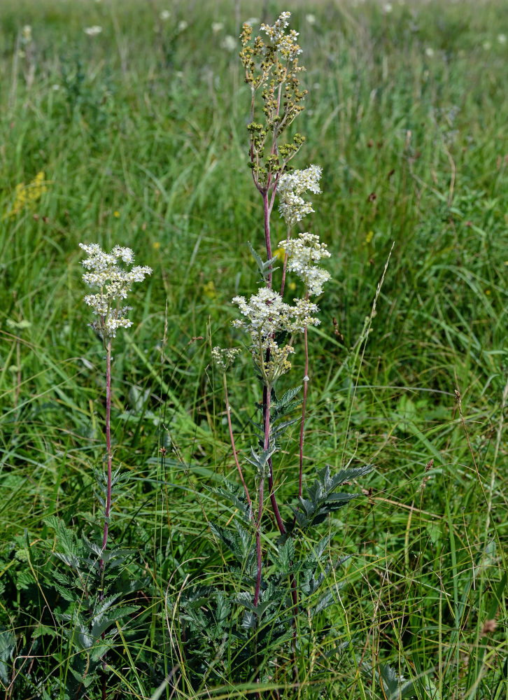 Image of Filipendula ulmaria specimen.