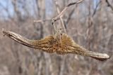 Corylus mandshurica. Перезимовавшее соплодие. Хабаровский край, окр. г. Комсомольск-на-Амуре, опушка смешанного леса. 14.04.2024.