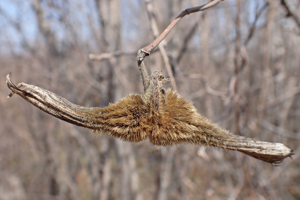 Image of Corylus mandshurica specimen.