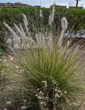 Pennisetum setaceum