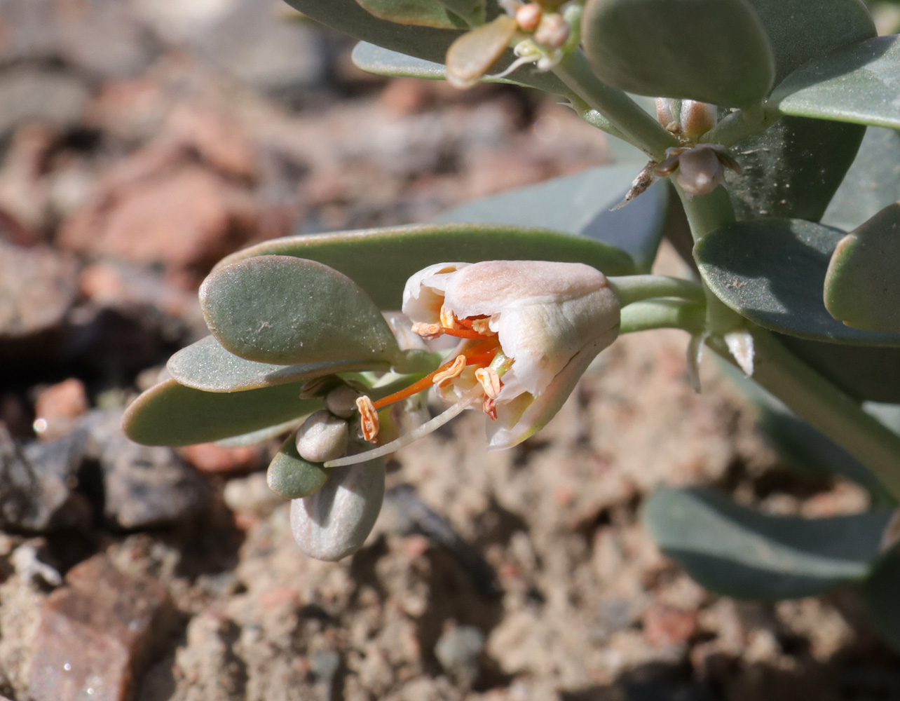 Image of Zygophyllum rosowii specimen.