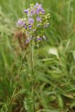 Polemonium caeruleum