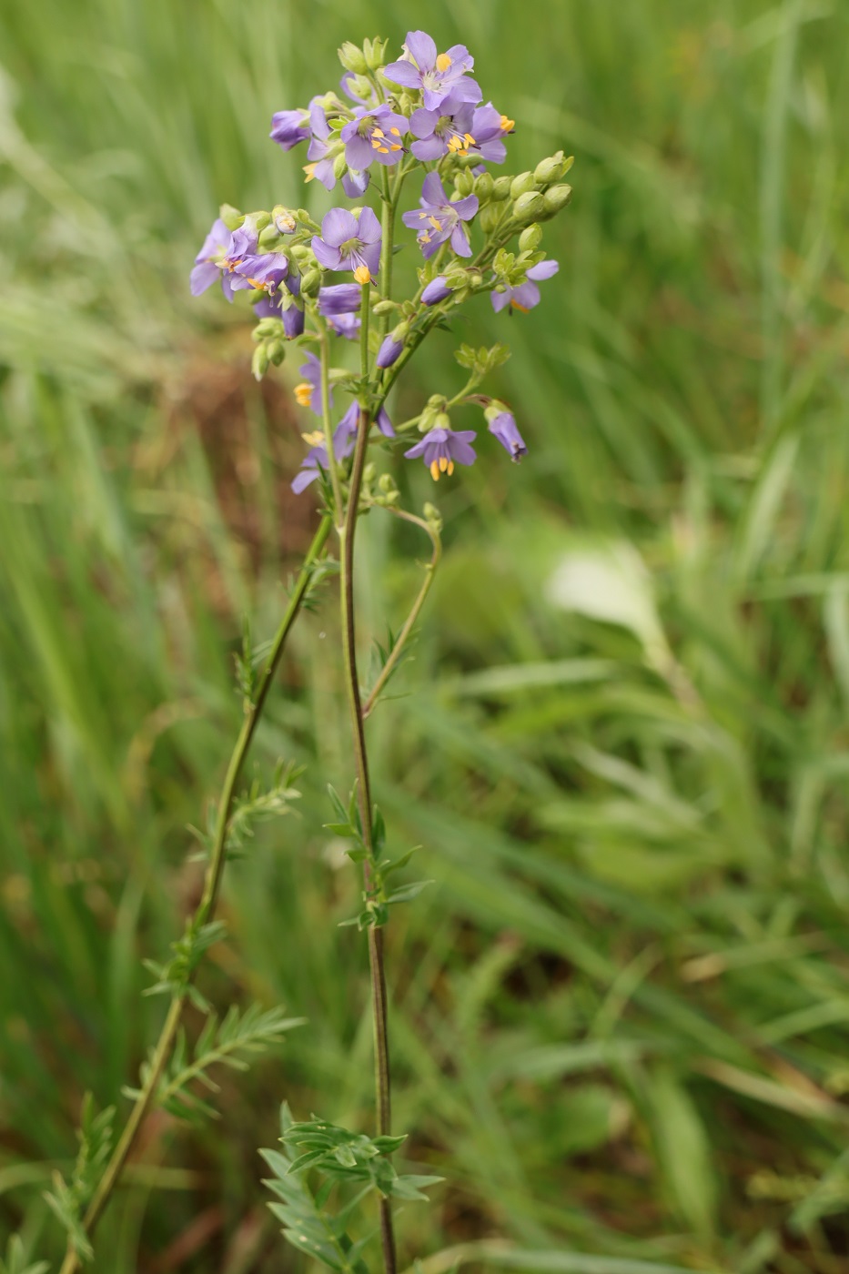 Image of Polemonium caeruleum specimen.