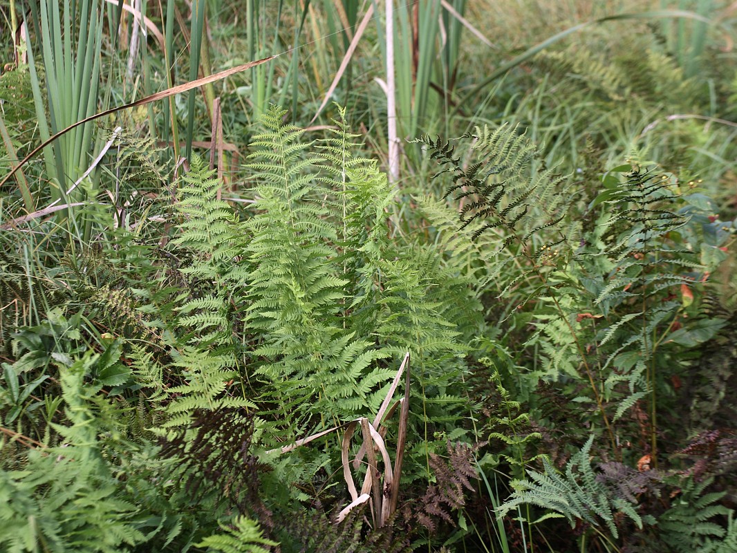 Image of Thelypteris palustris specimen.