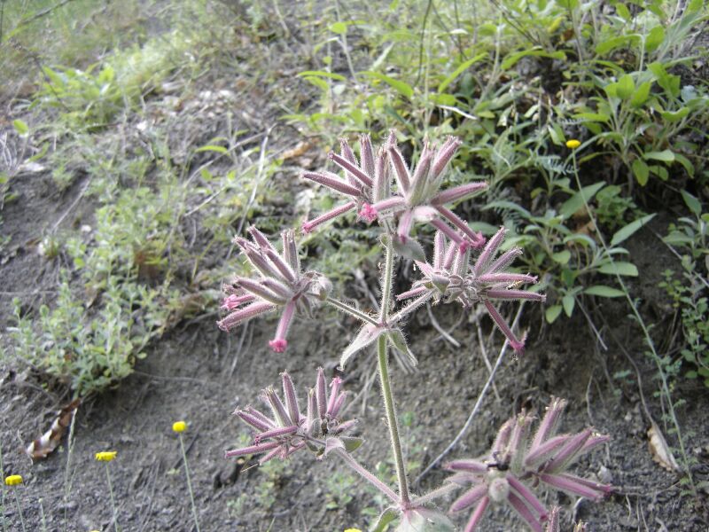 Image of Saponaria glutinosa specimen.