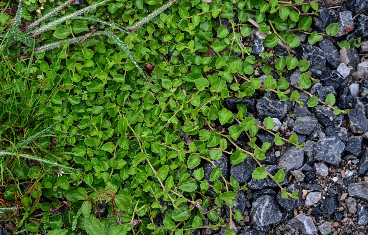 Image of Lobelia nummularia specimen.