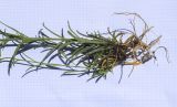 Erysimum ruscinonense. Нижняя часть растения с корнями. Испания, Каталония, пров. Жирона, комарка Рипольес, муниципалитет Сеткасес, окр. курорта \"Вальтер 2000\", ≈1900 м н.у.м., крутой склон юго-западной экспозиции, прогалина в сосновом (Pinus uncinata) лесу. 23.06.2024.
