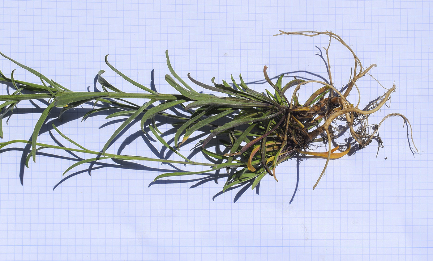 Изображение особи Erysimum ruscinonense.