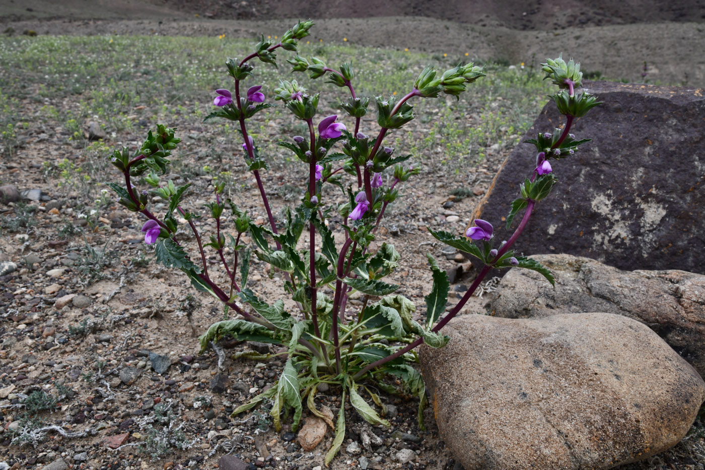 Image of Phlomoides zenaidae specimen.