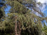 Cedrus libani