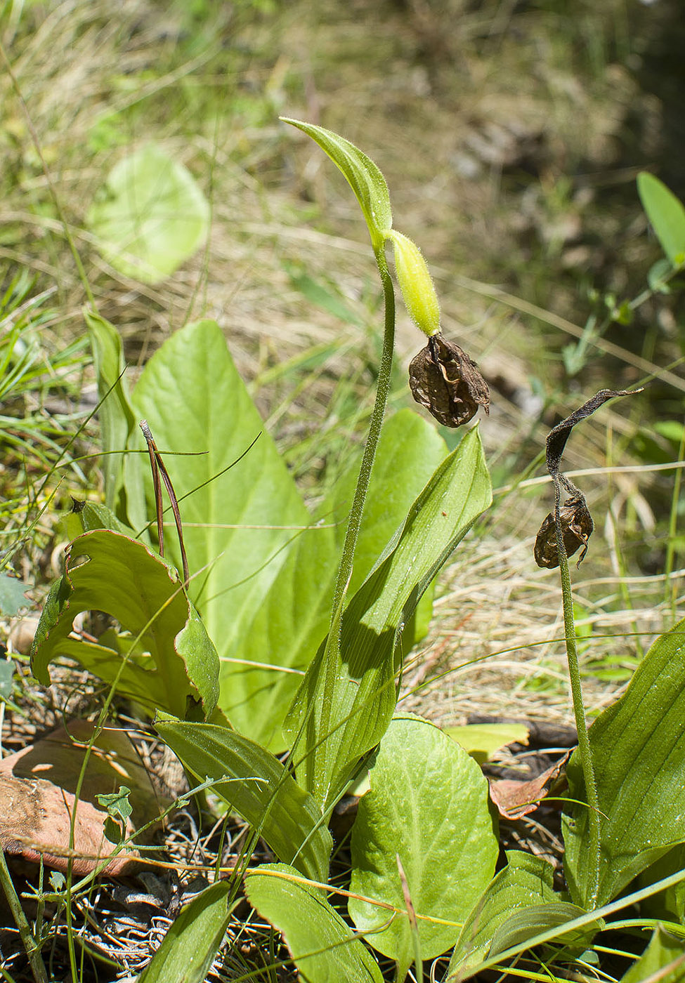 Image of Cypripedium guttatum specimen.