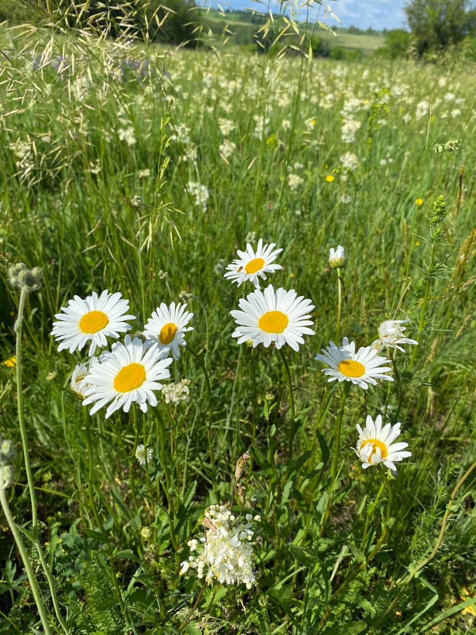 Image of Leucanthemum vulgare specimen.