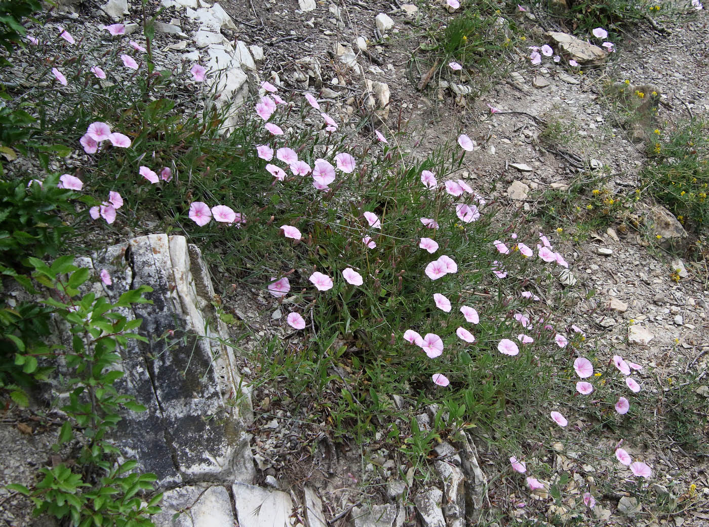 Изображение особи Convolvulus cantabrica.