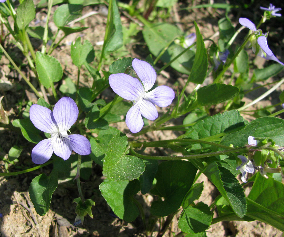 Image of Viola canina specimen.
