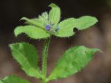 Image of taxon representative. Author is Тулкин Тиллаев