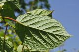 Actinidia kolomikta
