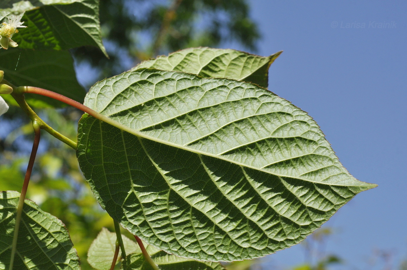 Изображение особи Actinidia kolomikta.