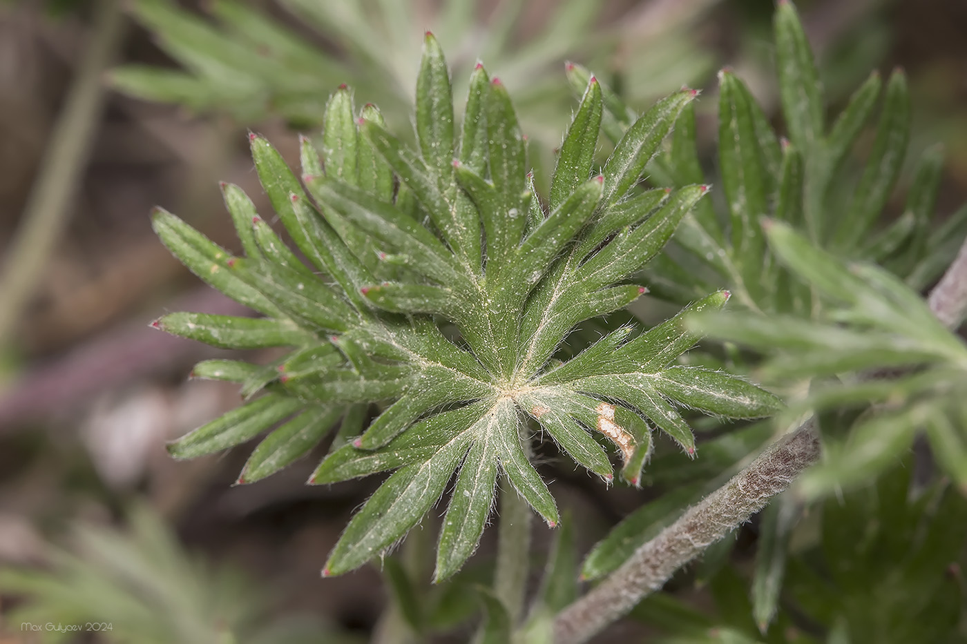 Изображение особи род Potentilla.