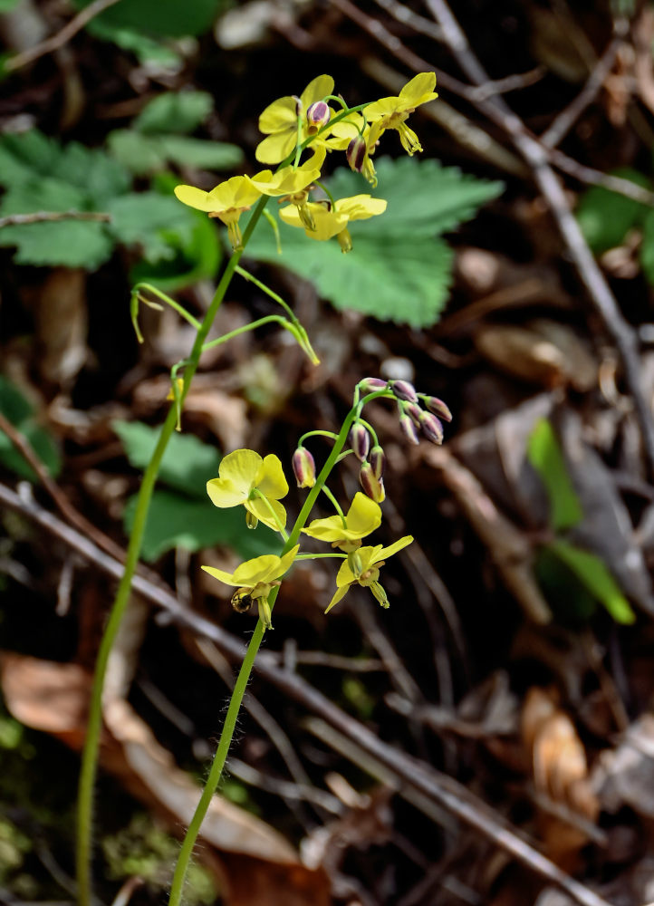 Изображение особи Epimedium colchicum.