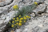 Odontarrhena obtusifolia