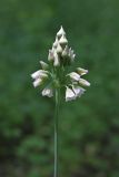 Nectaroscordum bulgaricum. Соцветие. Крым, Севастополь, Ай-Петринская яйла, лиственный лес. 08.06.2025.