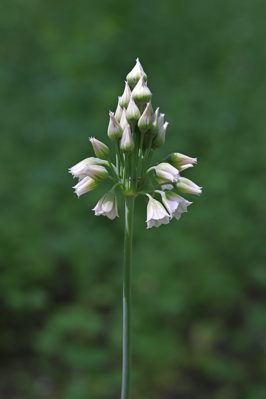 Изображение особи Nectaroscordum bulgaricum.