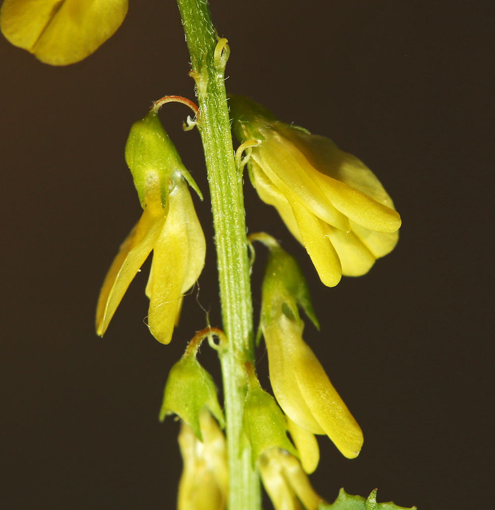 Изображение особи Melilotus officinalis.