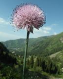 View full-size image Allium platyspathum
