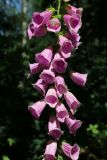Digitalis purpurea. Цветки в средней части соцветия. Санкт-Петербург, Кировский р-н, двор жилого дома, в тенистом палисаднике. 12.07.2025.