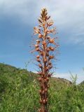 род Eremurus