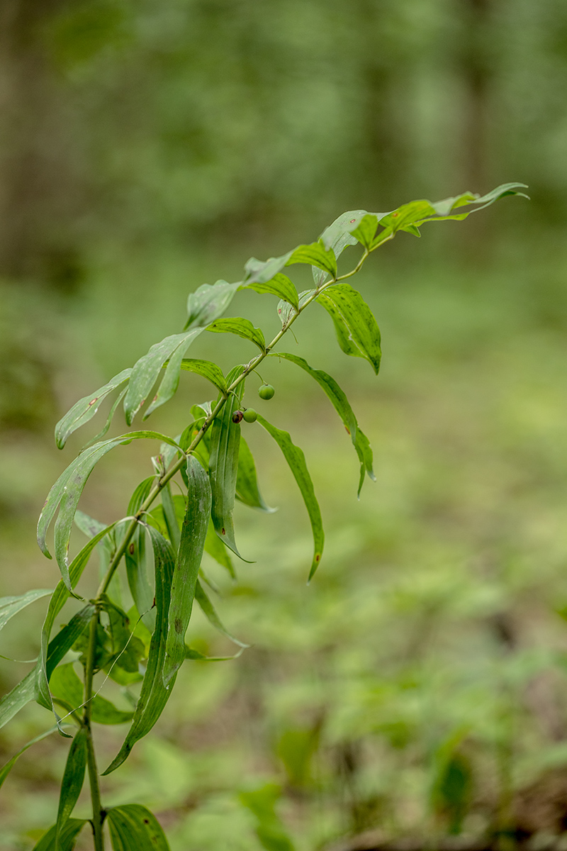 Изображение особи Polygonatum multiflorum.