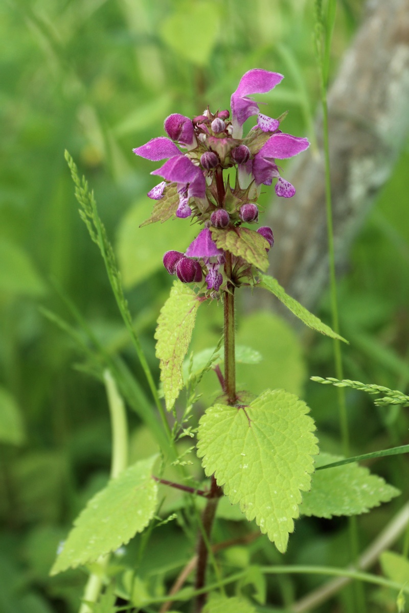 Изображение особи Lamium maculatum.