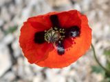 Papaver laevigatum