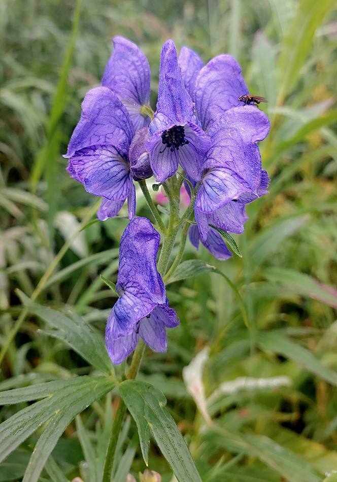 Image of genus Aconitum specimen.