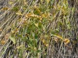 Cynanchum sibiricum. Листья (в качестве опоры используется Neotrinia splendens). Казахстан, Жетысуская обл., Панфиловский р-н, отроги Джунгарского Алатау, горы Долонтау, борт русла временного водотока. 19 сентября 2025 г.