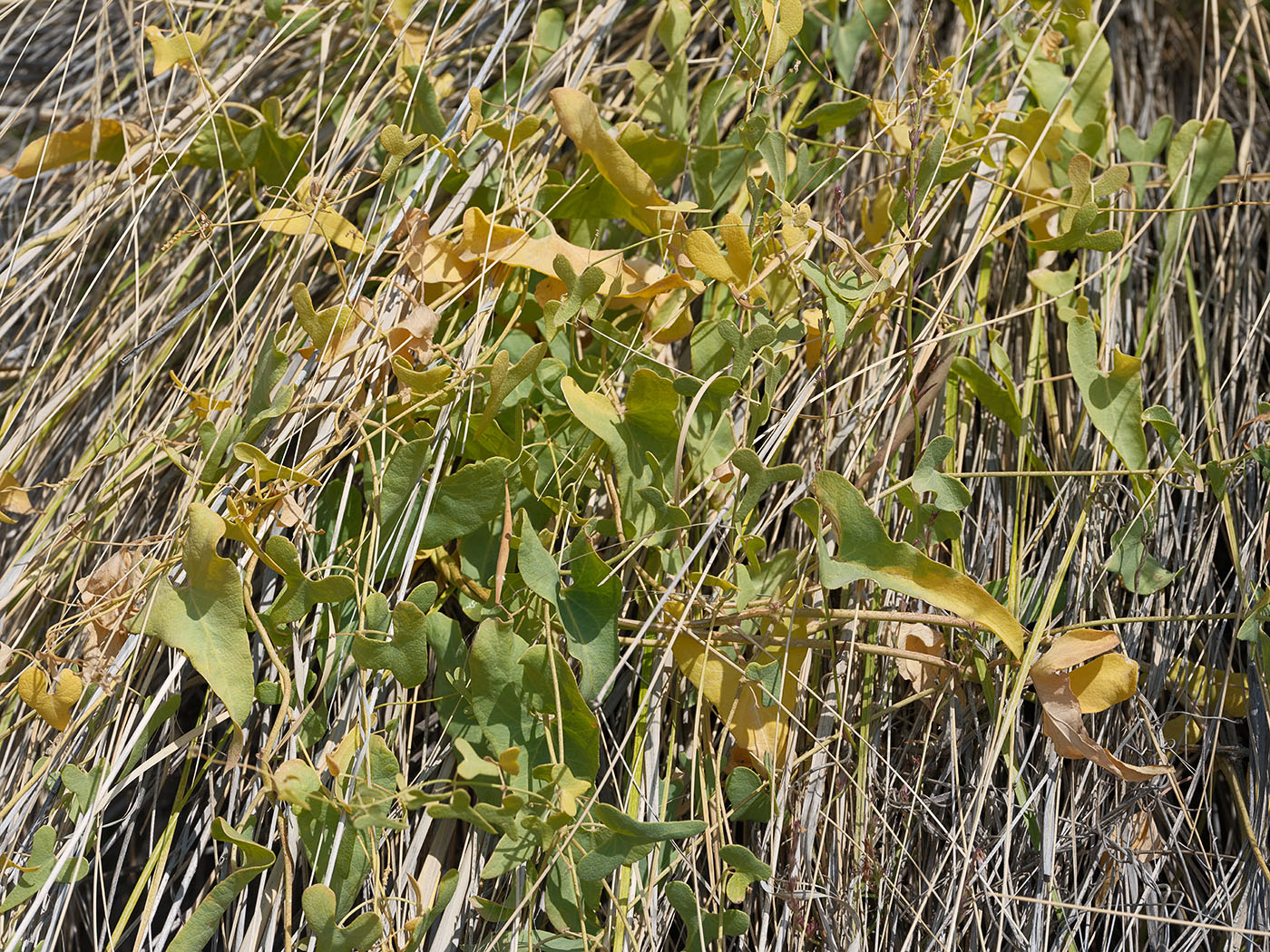 Изображение особи Cynanchum sibiricum.