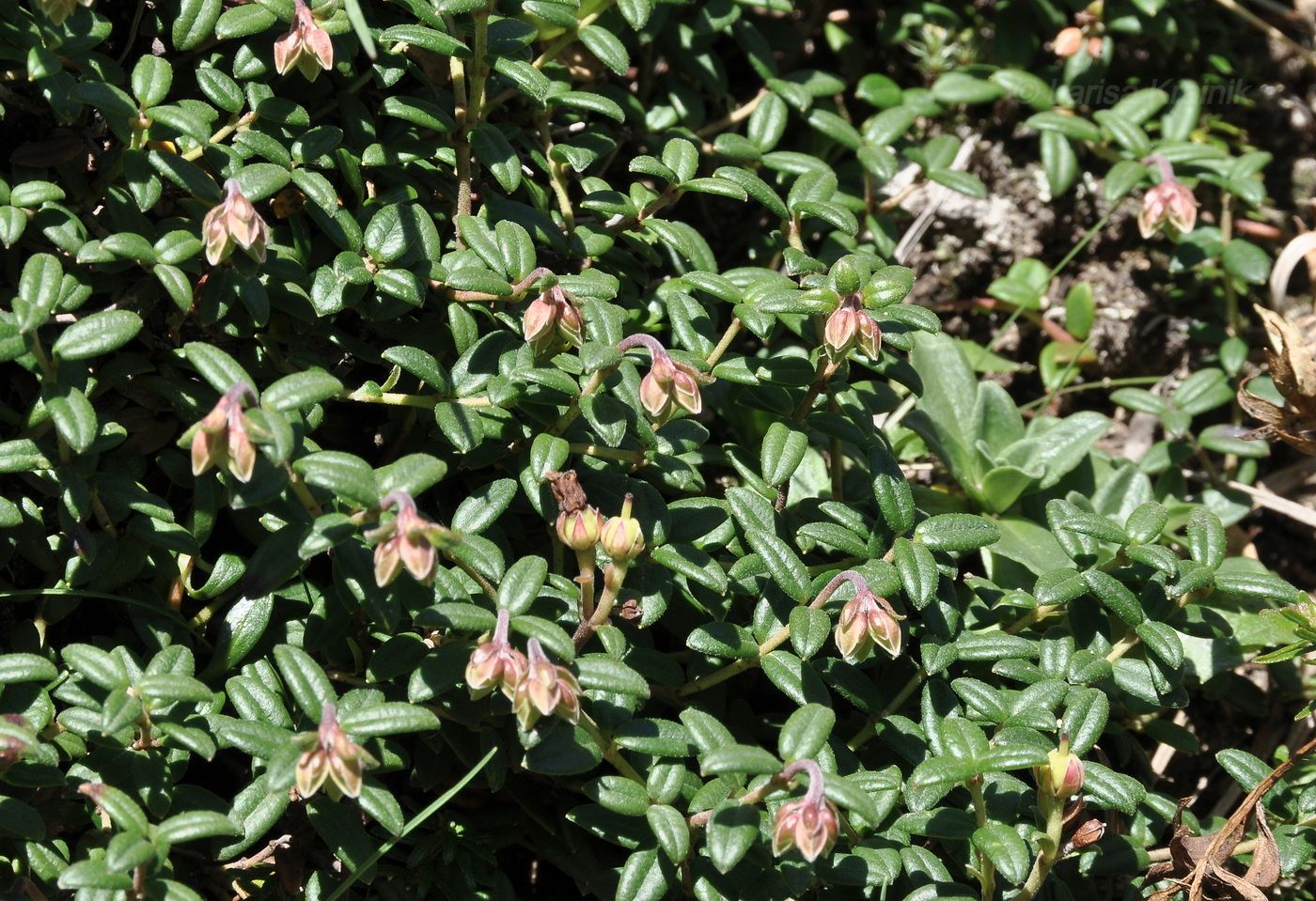 Image of Arcterica nana specimen.