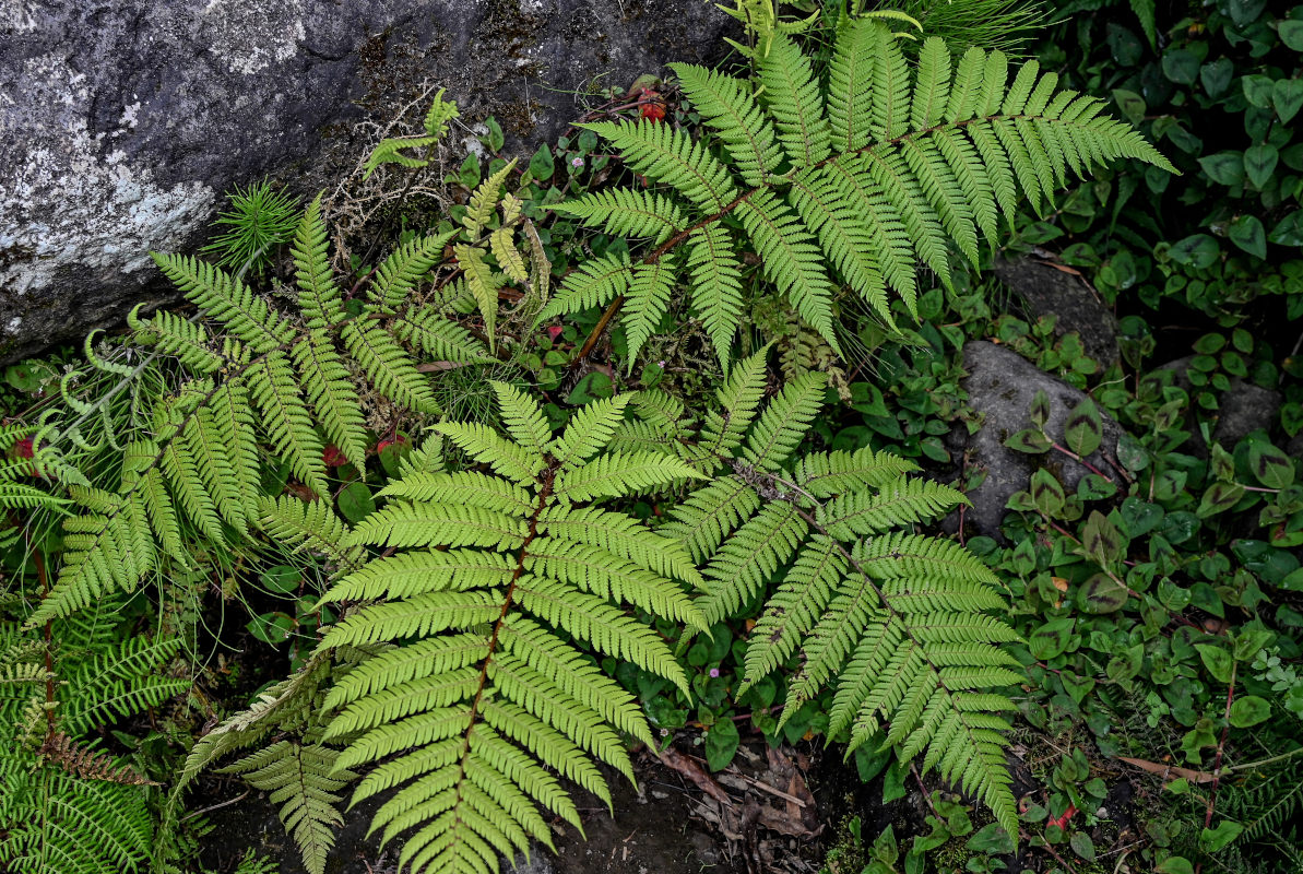 Изображение особи Cyathea cooperi.