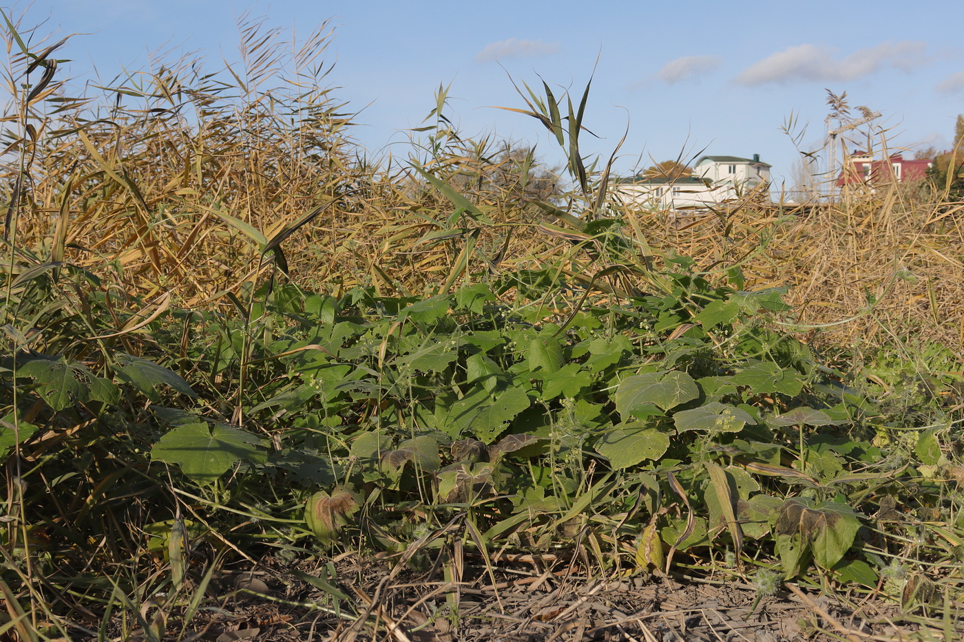 Image of Bryonia dioica specimen.