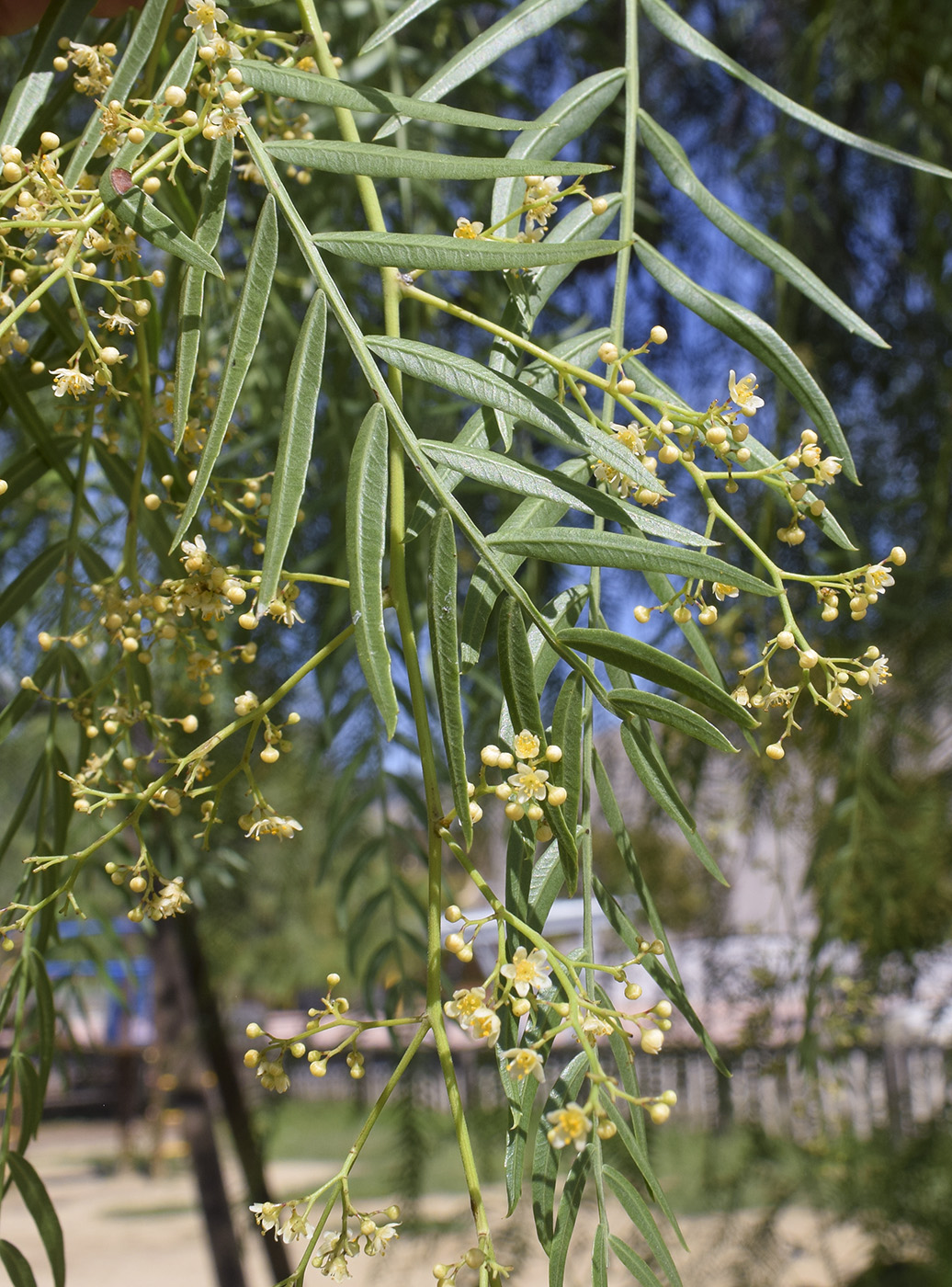 Image of Schinus molle specimen.