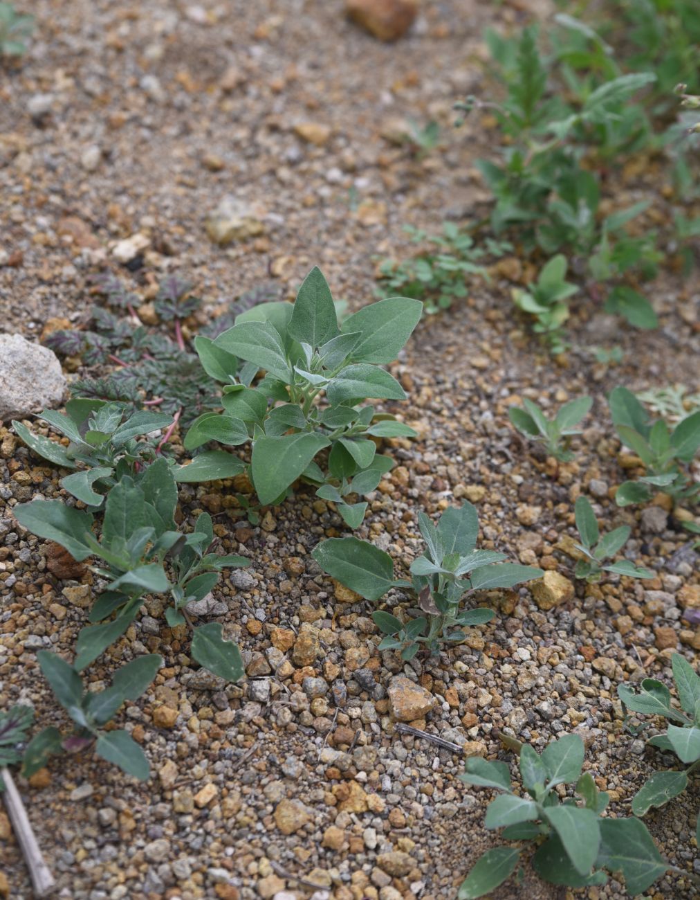 Изображение особи семейство Chenopodiaceae.